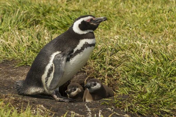Sea Lion Island Magellanic penguin and chicks